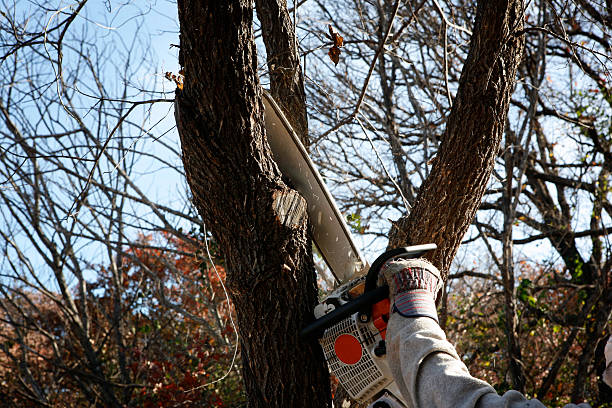 How Our Tree Care Process Works  in  Golden, CO