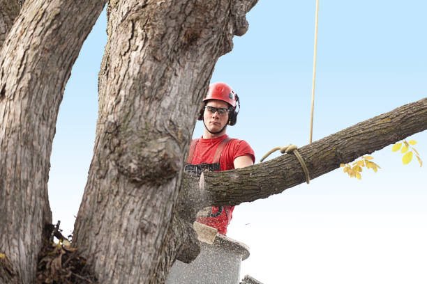 Professional Tree Care in Golden, CO